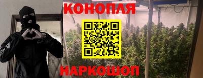 крисы Кулебаки